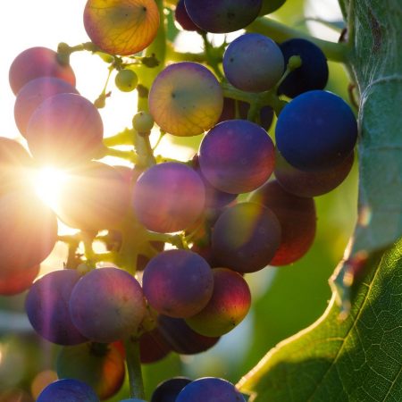 grapes-3550742_1920